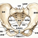 共和ゴム株式会社での骨盤底筋群セミナー。 骨盤の詳細な画像